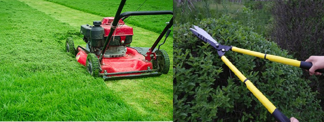 Dịch vụ cắt cỏ nhung, bảo dưỡng cỏ thảm