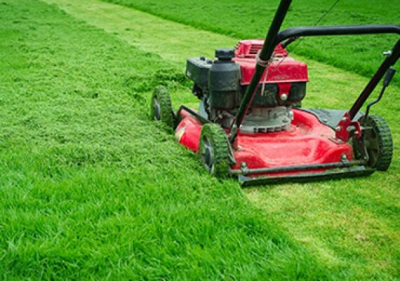 Dịch vụ cắt cỏ thảm